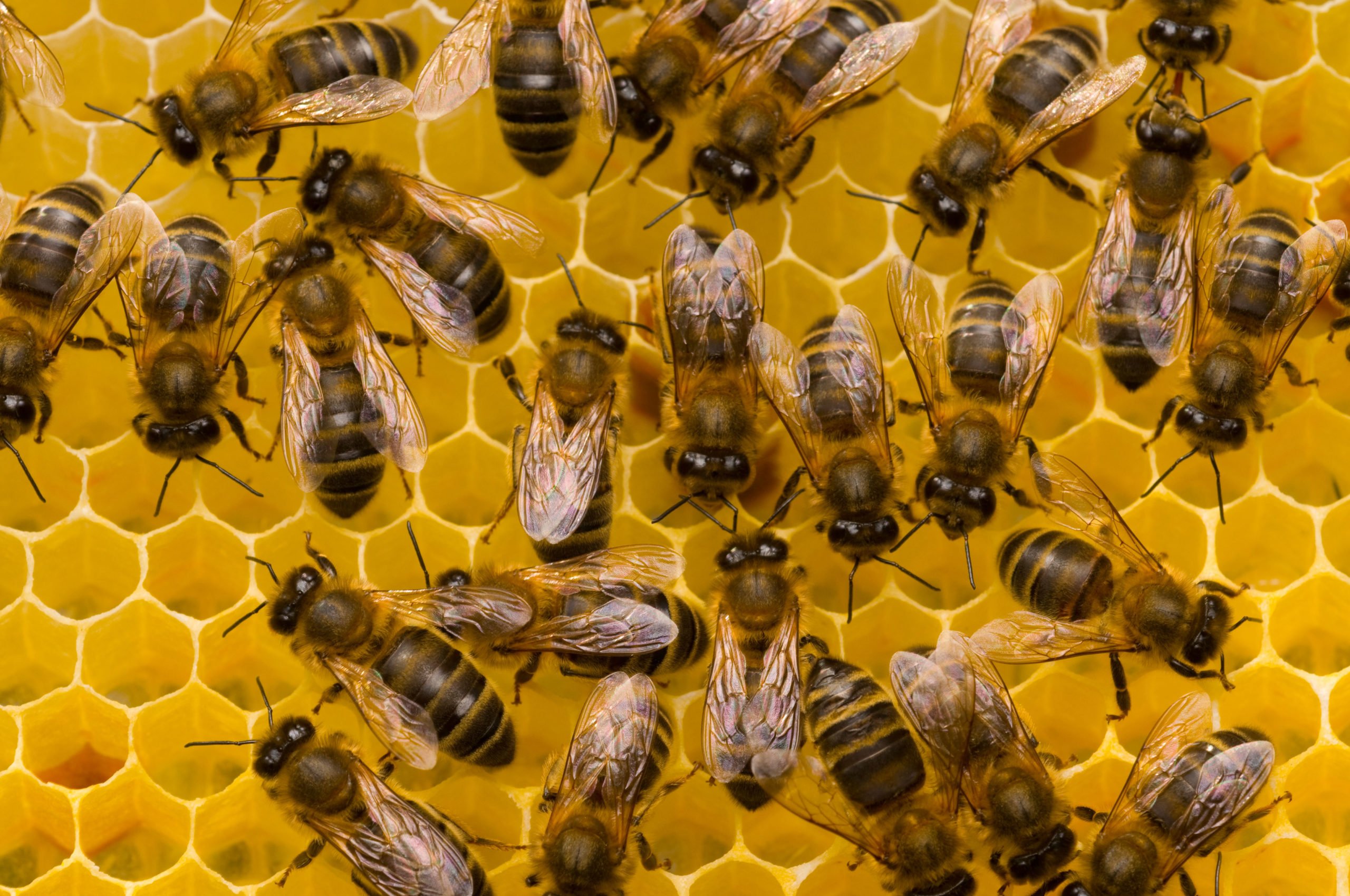 Bees seeking bacteria: How bees find their microbiome