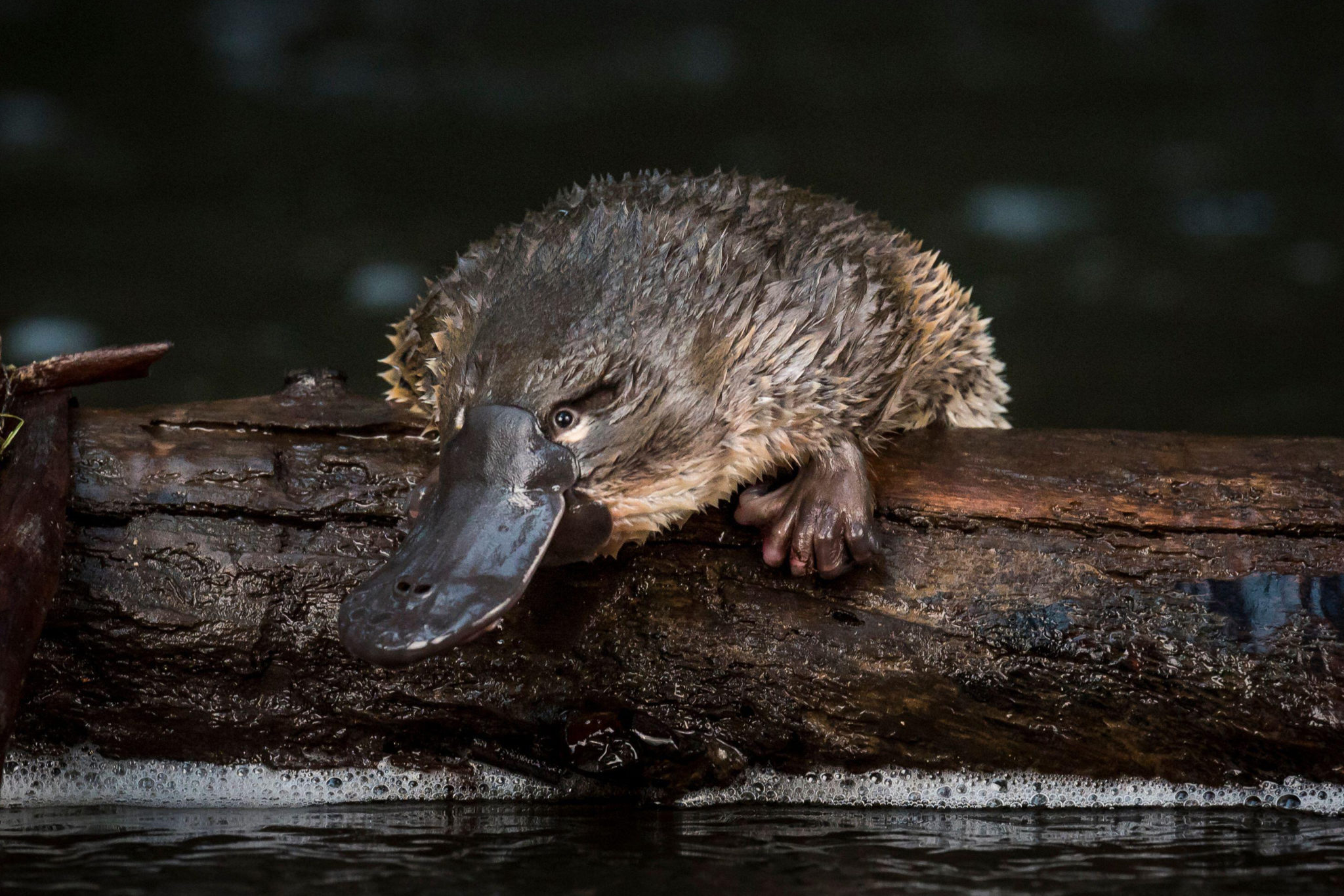 Fact File: Platypus (Ornithorhynchus anatinus) - Australian Geographic