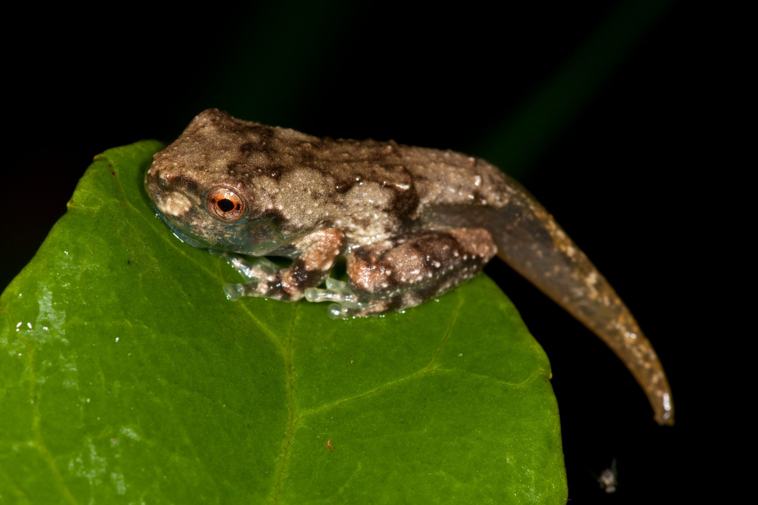 The Nursery Frog Is Australia s Smallest And Sweetest Australian Geographic