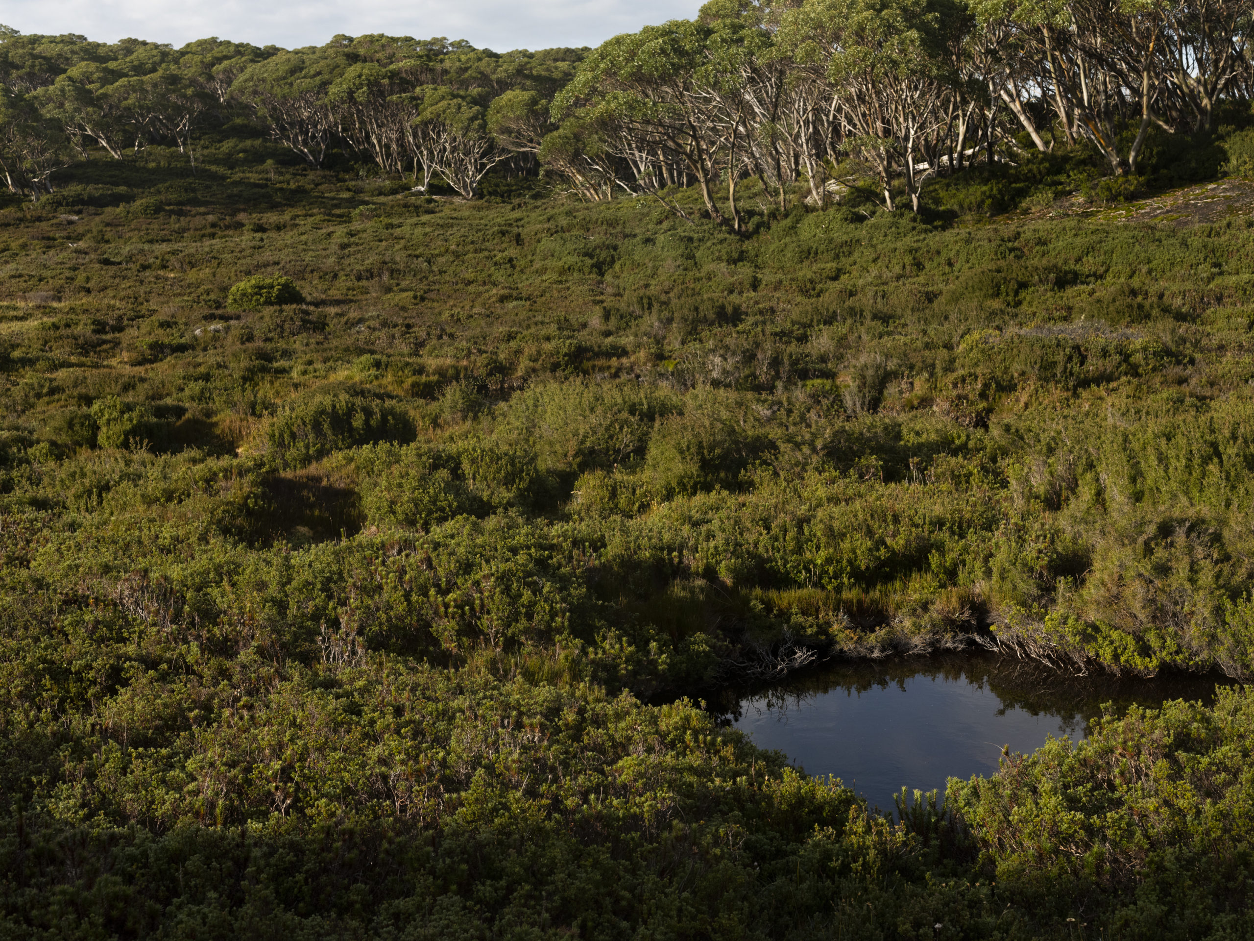 Popular BOGS