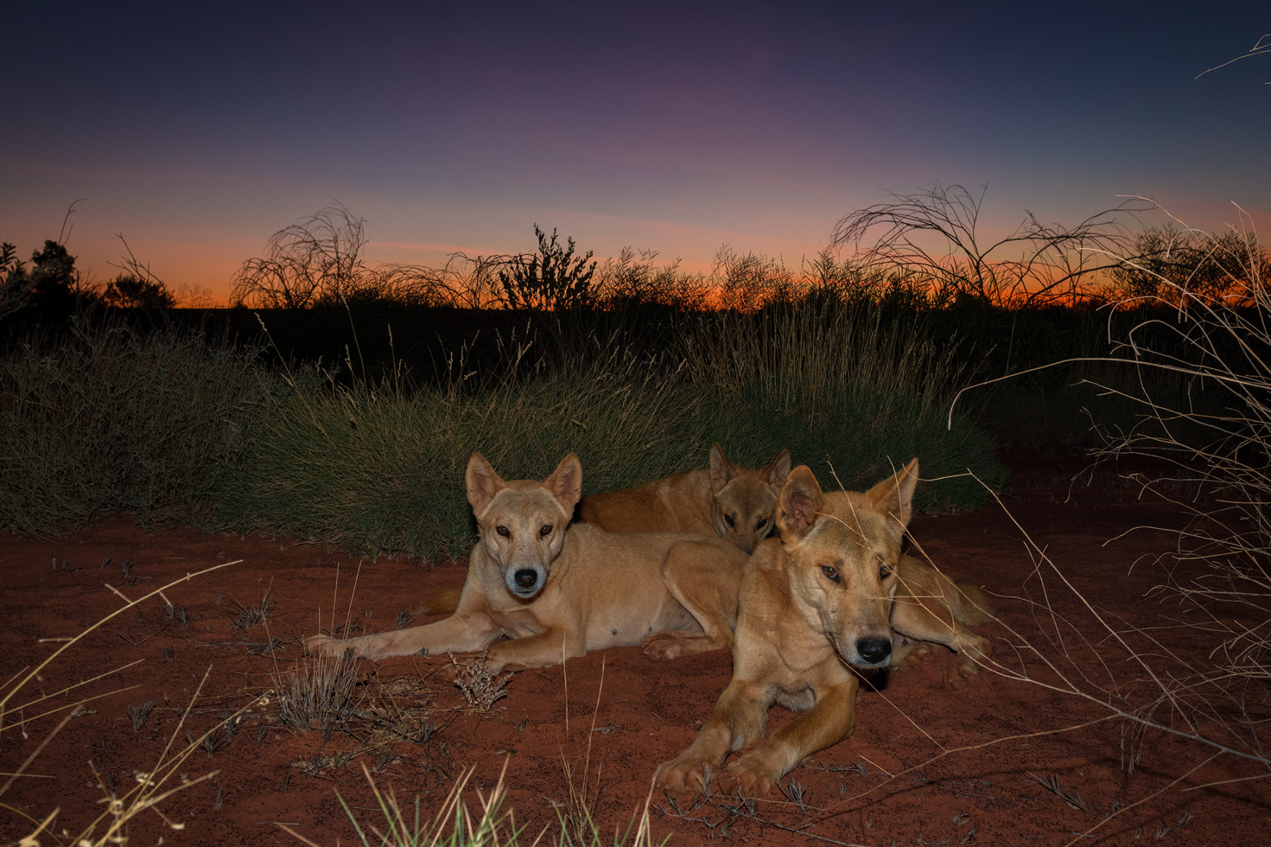 where is the dog fence australia