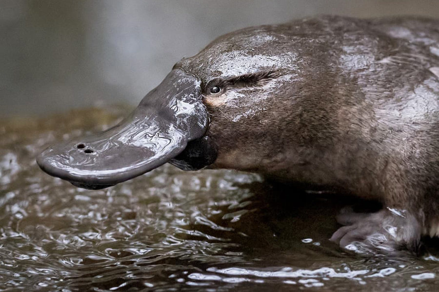 Platypus Be Dammed New Threat To Vulnerable Species Revealed