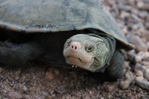 Bum-breathing turtle discovered in Queensland river - Australian Geographic