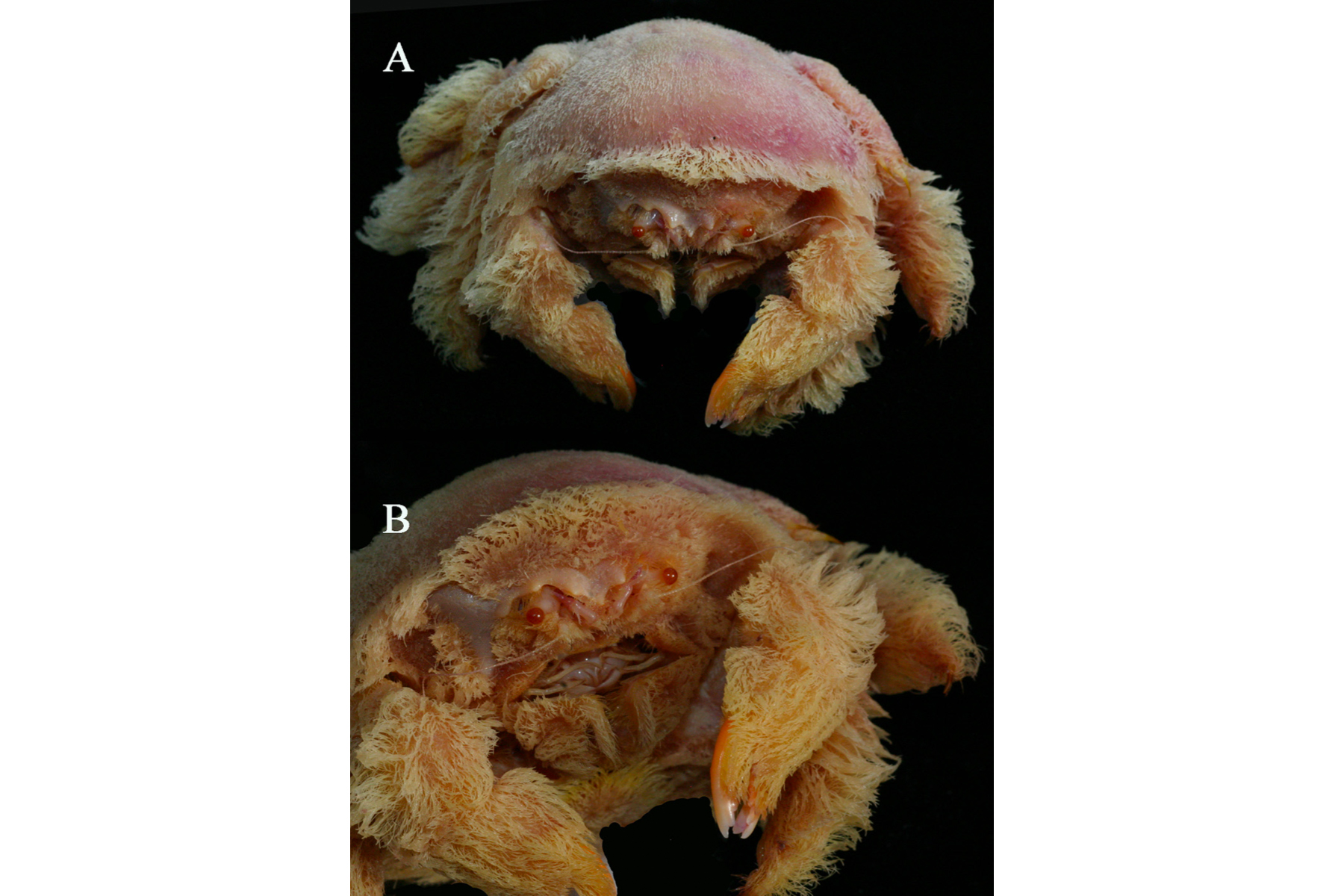 The crabs that wear sea sponges like a hat - Australian Geographic