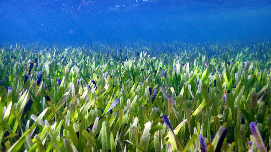 Meet the world's largest plant: a single seagrass clone stretching