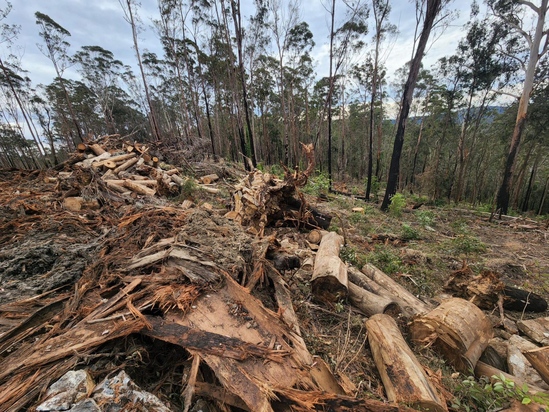 State of the Environment report shows 'shocking' decline of Australia's ...