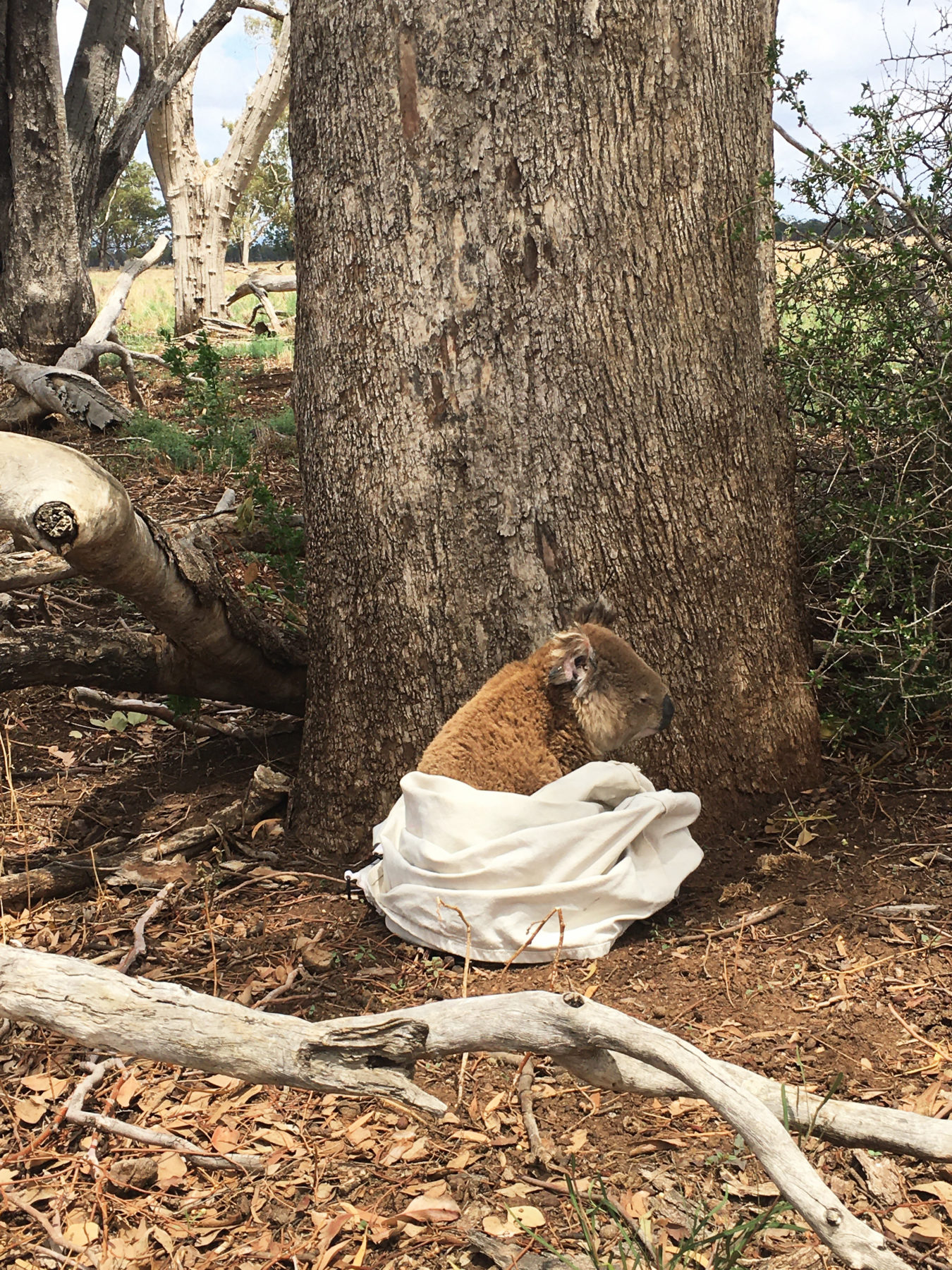 Australia lists koala as an endangered species across most of its range »  Yale Climate Connections