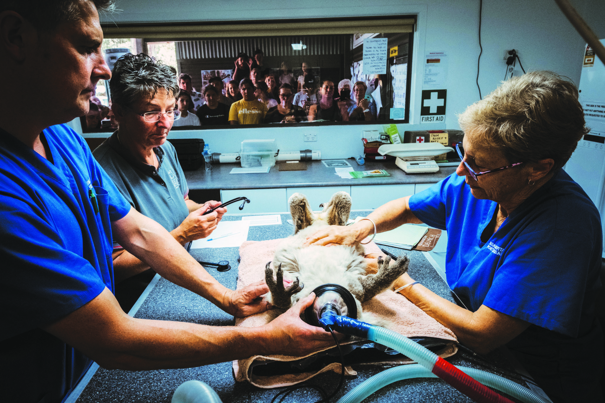 Unbearable Loss: Our Koalas Are Endangered - Australian Geographic