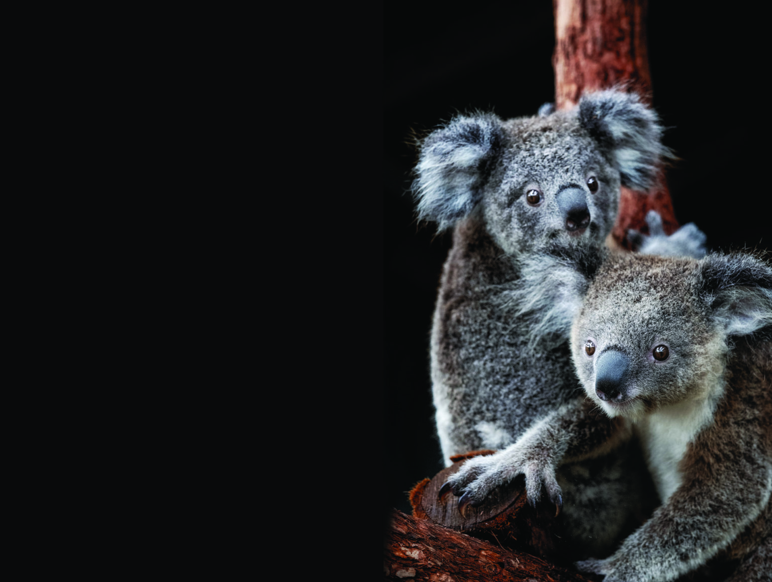 Unbearable loss our koalas are endangered Australian Geographic