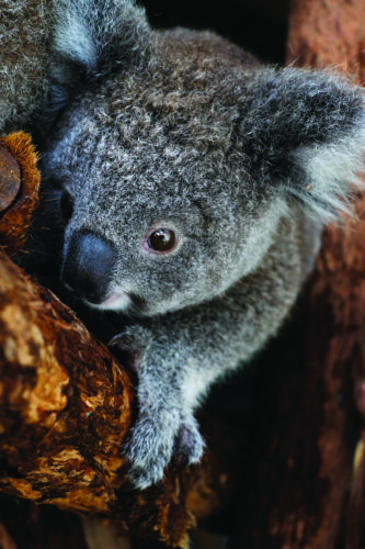 Unbearable Loss: Our Koalas Are Endangered - Australian Geographic