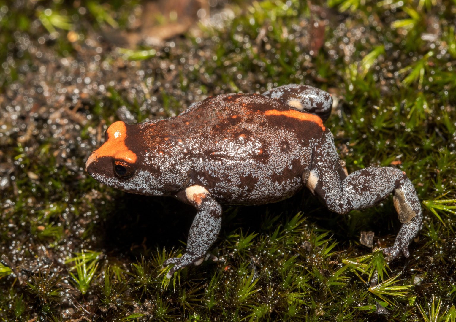 Velvet worm a complex invertebrate - Australian Geographic