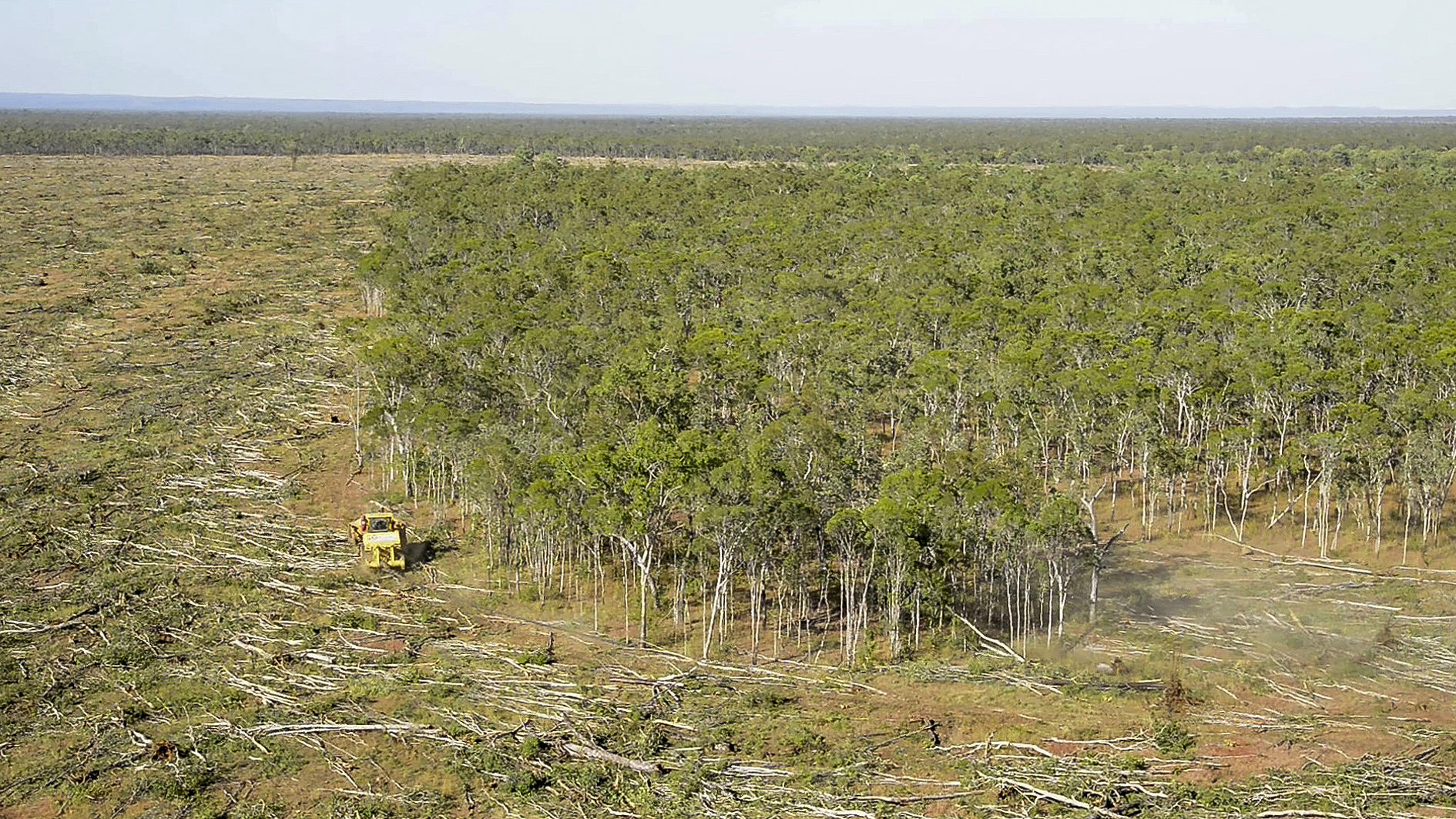 Seeing the good for the trees - Australian Geographic