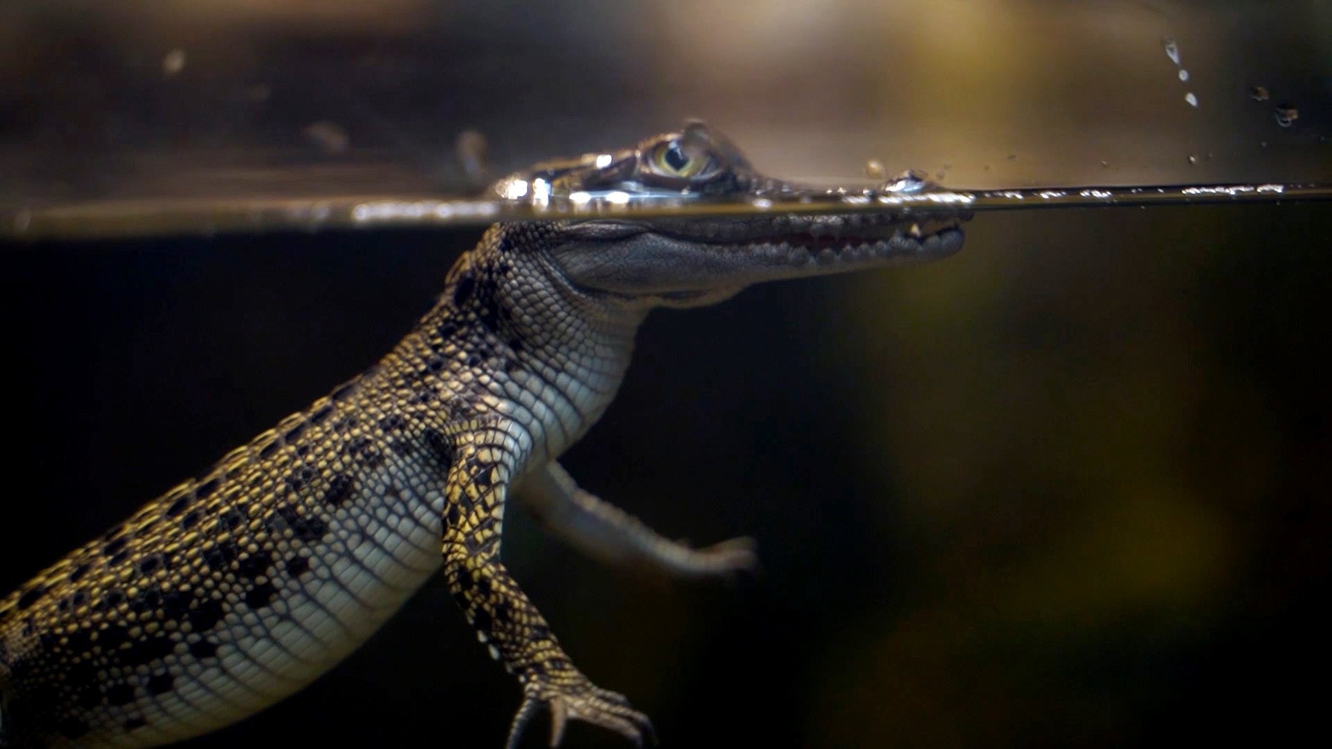 Yes! Crocodiles can be cute ? - Australian Geographic