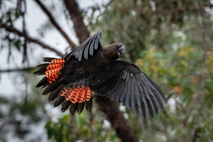 Glossy Black Cockatoo Archives Australian Geographic   Crop 900x600 