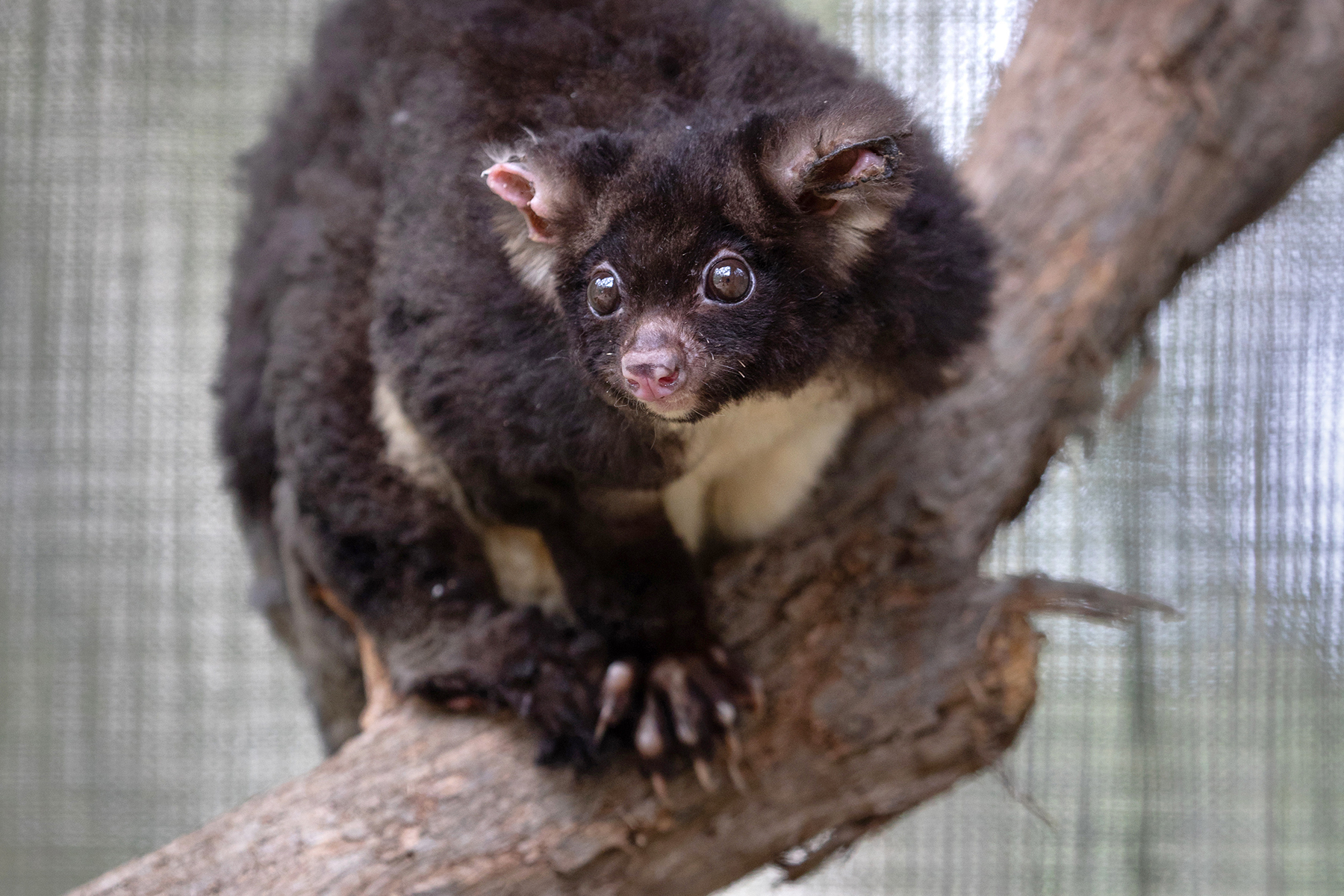 Greater glider one step closer to extinction Australian Geographic