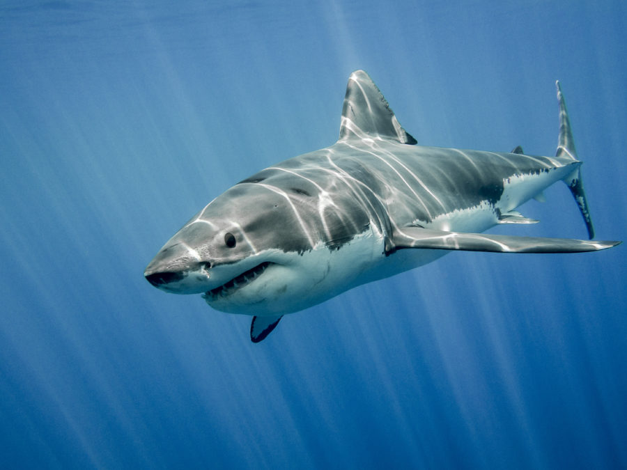 Ultimate-guide-to-australian-sharks - Australian Geographic