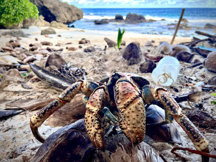 Used plastic water bottle washed up on the shore of a tropical