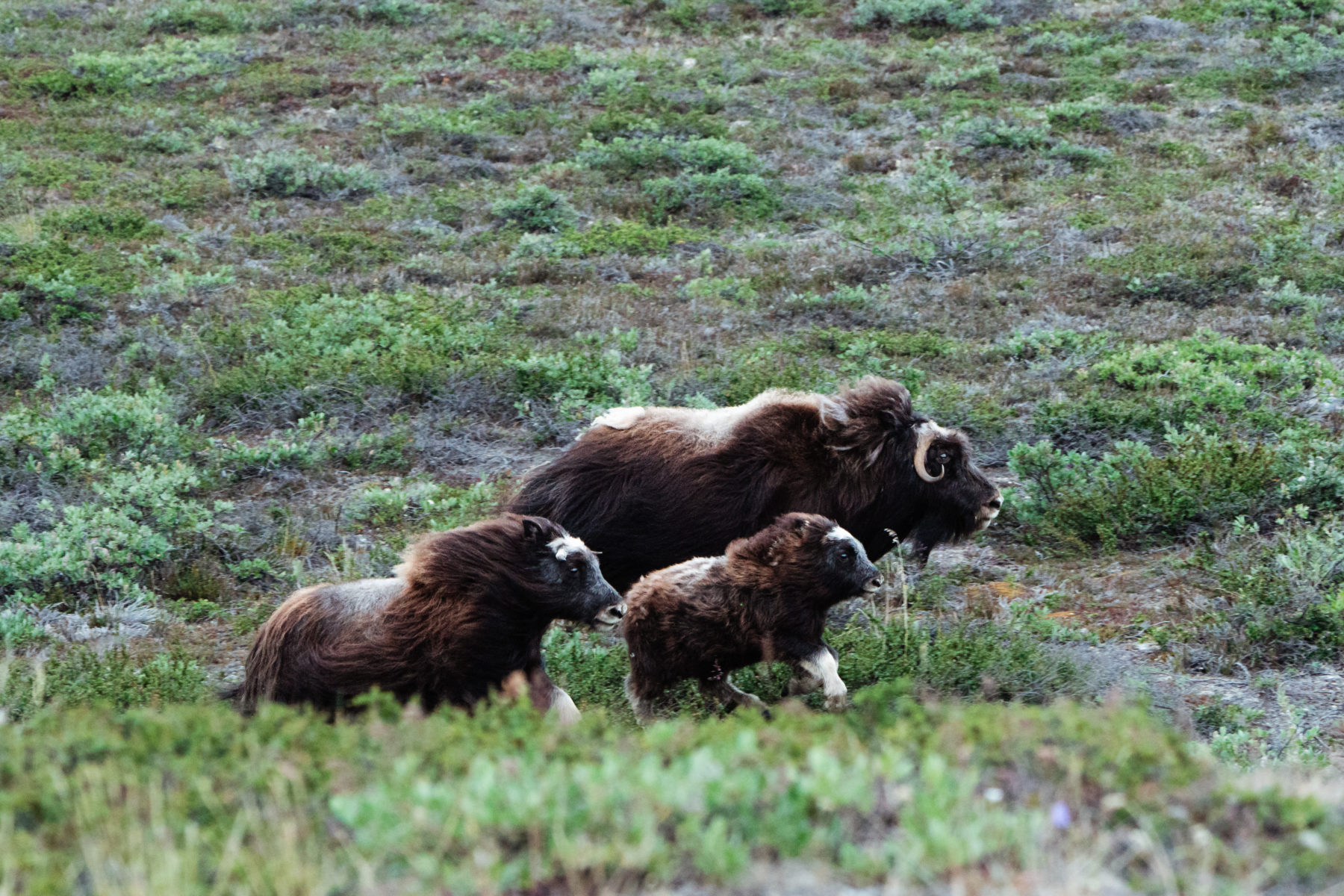 Life. Changing. Arctic: Destination of a lifetime - Australian Geographic