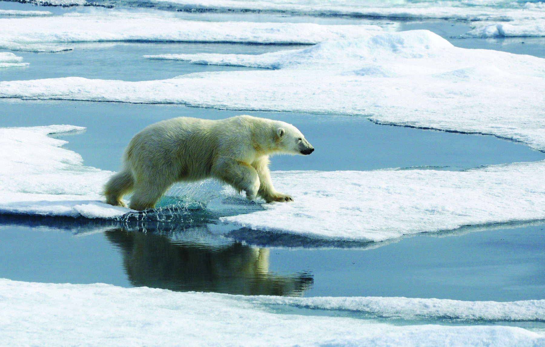 Life. Changing. Arctic: Destination of a lifetime - Australian Geographic