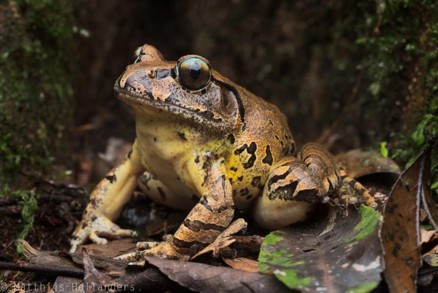 Native frog develops natural resistance to deadly chytrid fungus ...