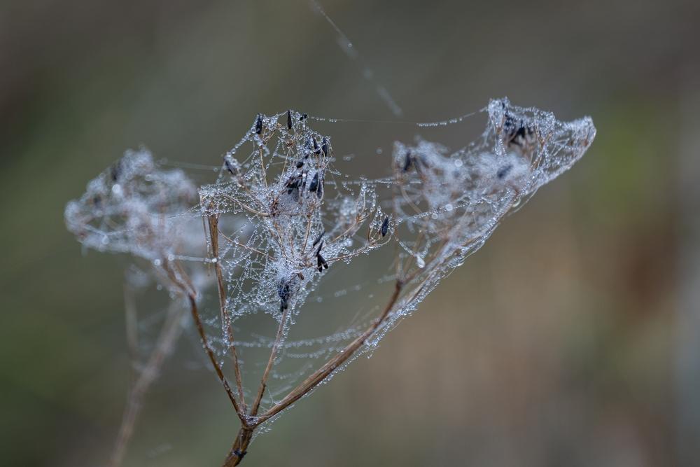 Images show spiderwebs around the world, not all found in Australia