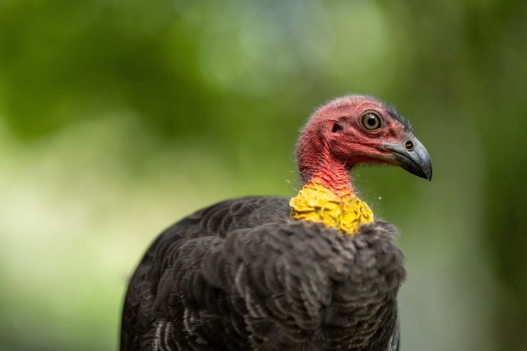 Australian Brush Turkey - Australian Geographic