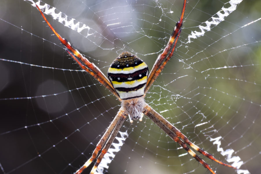 Images show spiderwebs around the world, not all found in