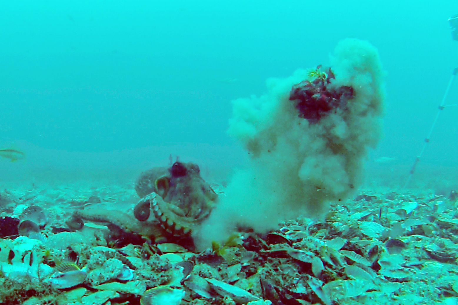 octopuses-seen-hurling-debris-at-each-other-australian-geographic