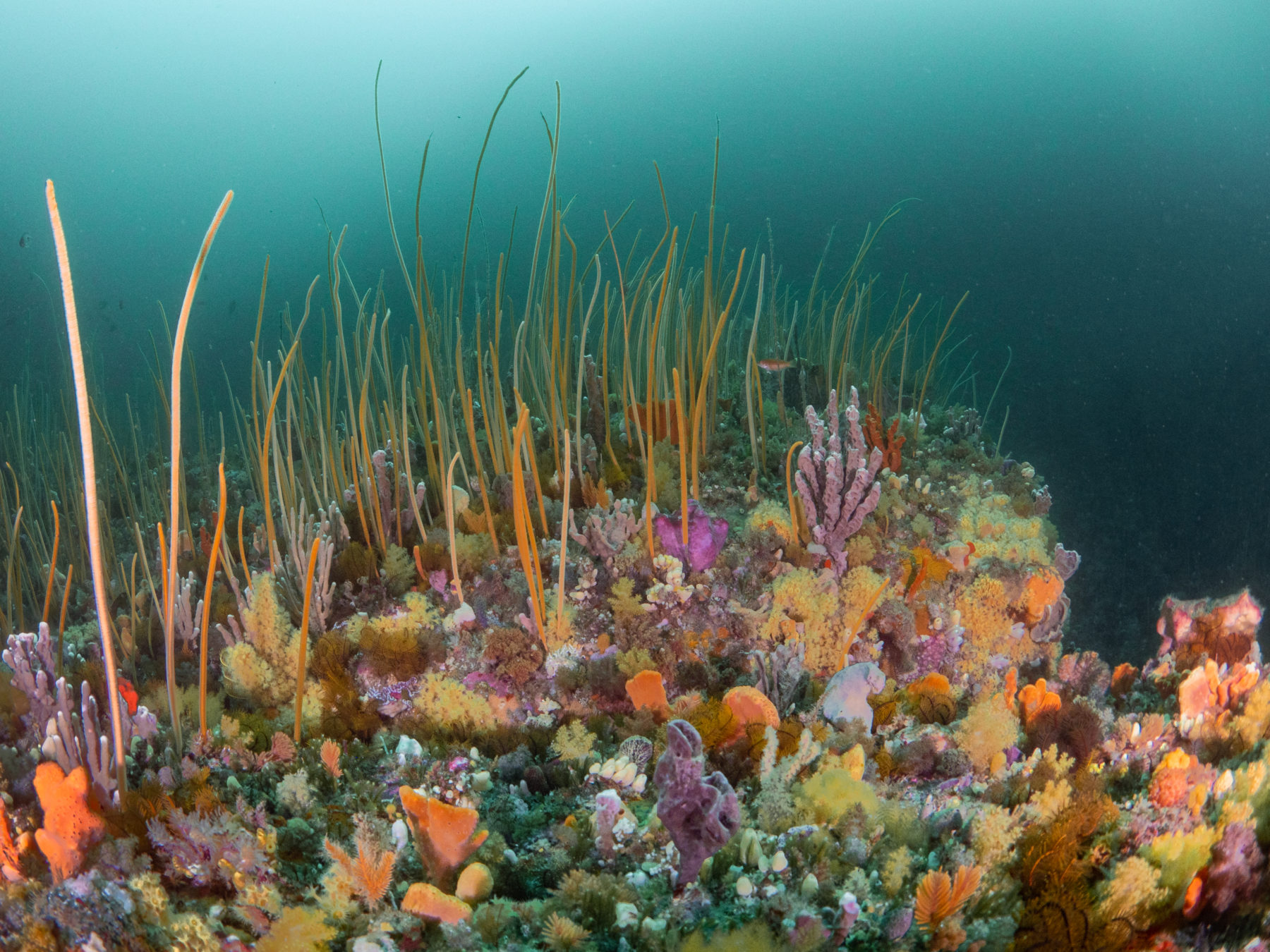 The Great Southern Reef Is In More Trouble Than The Great Barrier Reef ...