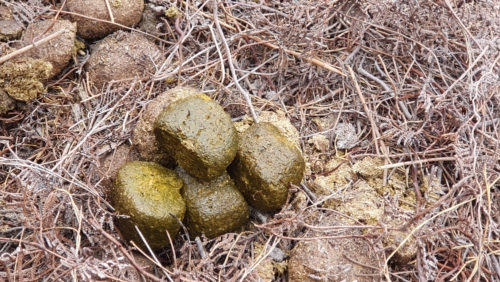 Fact File: Bare-nosed wombat (Vombatus ursinus) - Australian Geographic