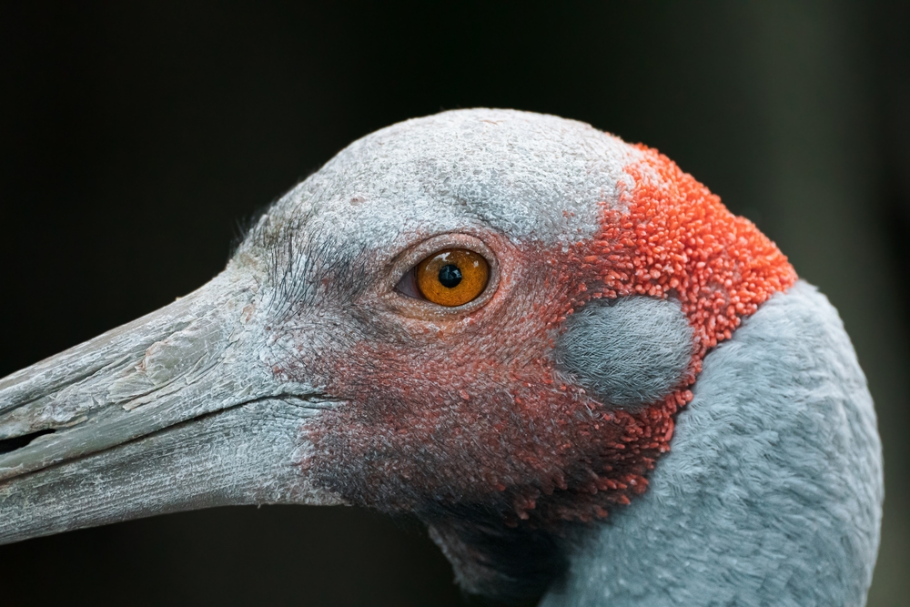 Fact File: Brolga (Grus rubicunda) - Australian Geographic