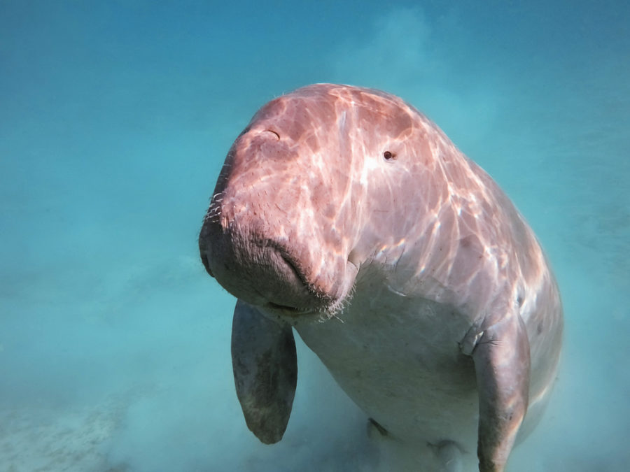 Fact File: Dugong (Dugong dugon) - Australian Geographic