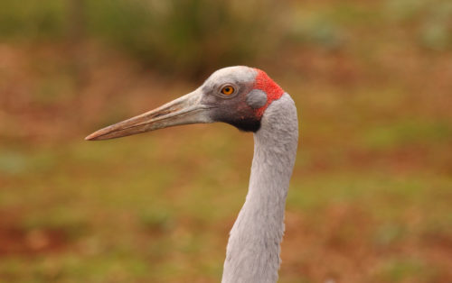 Fact File: Brolga (Grus rubicunda) - Australian Geographic