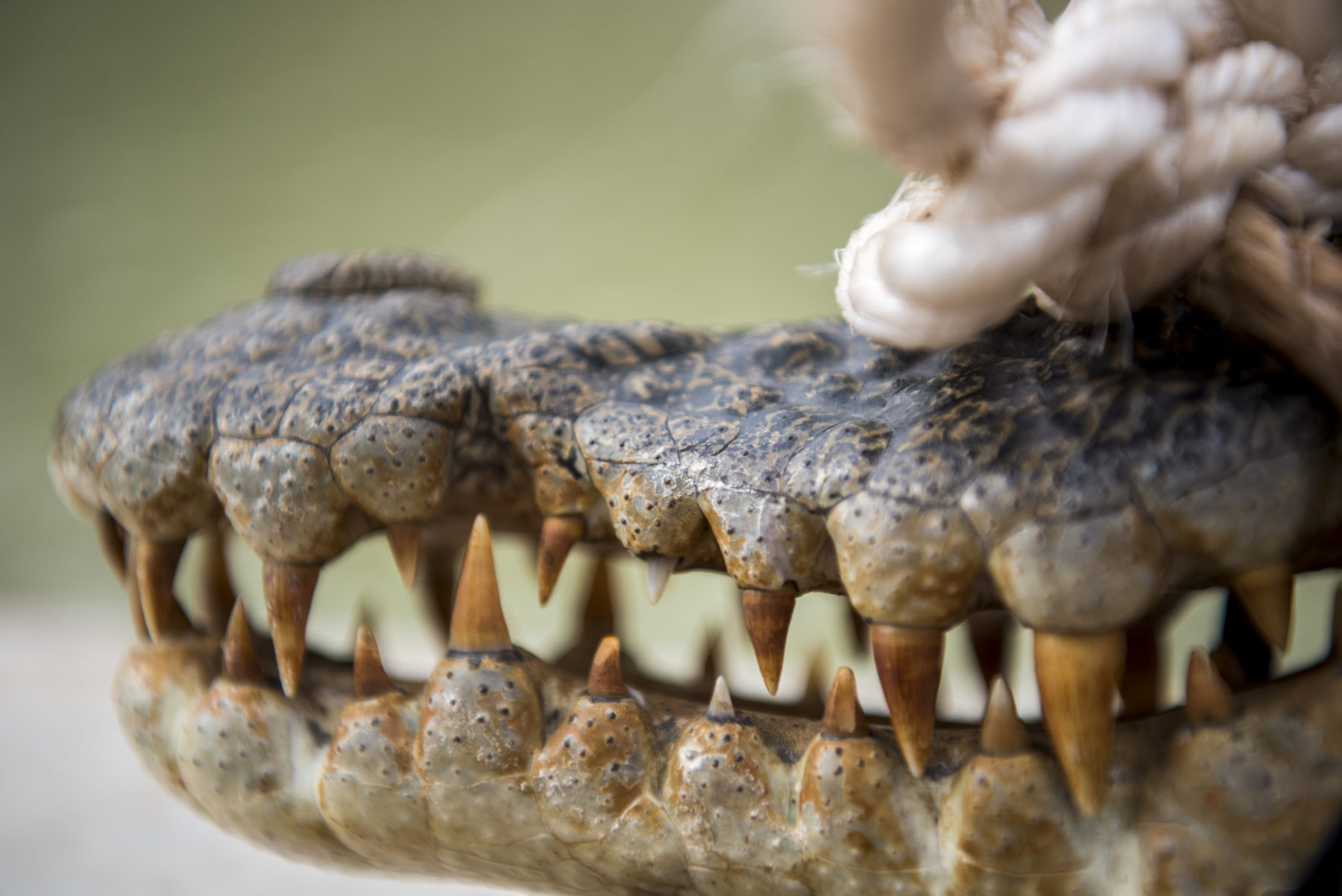 Crocodiles NT: Croc snapped eating pig at popular NT fishing competition  the Barra Nats