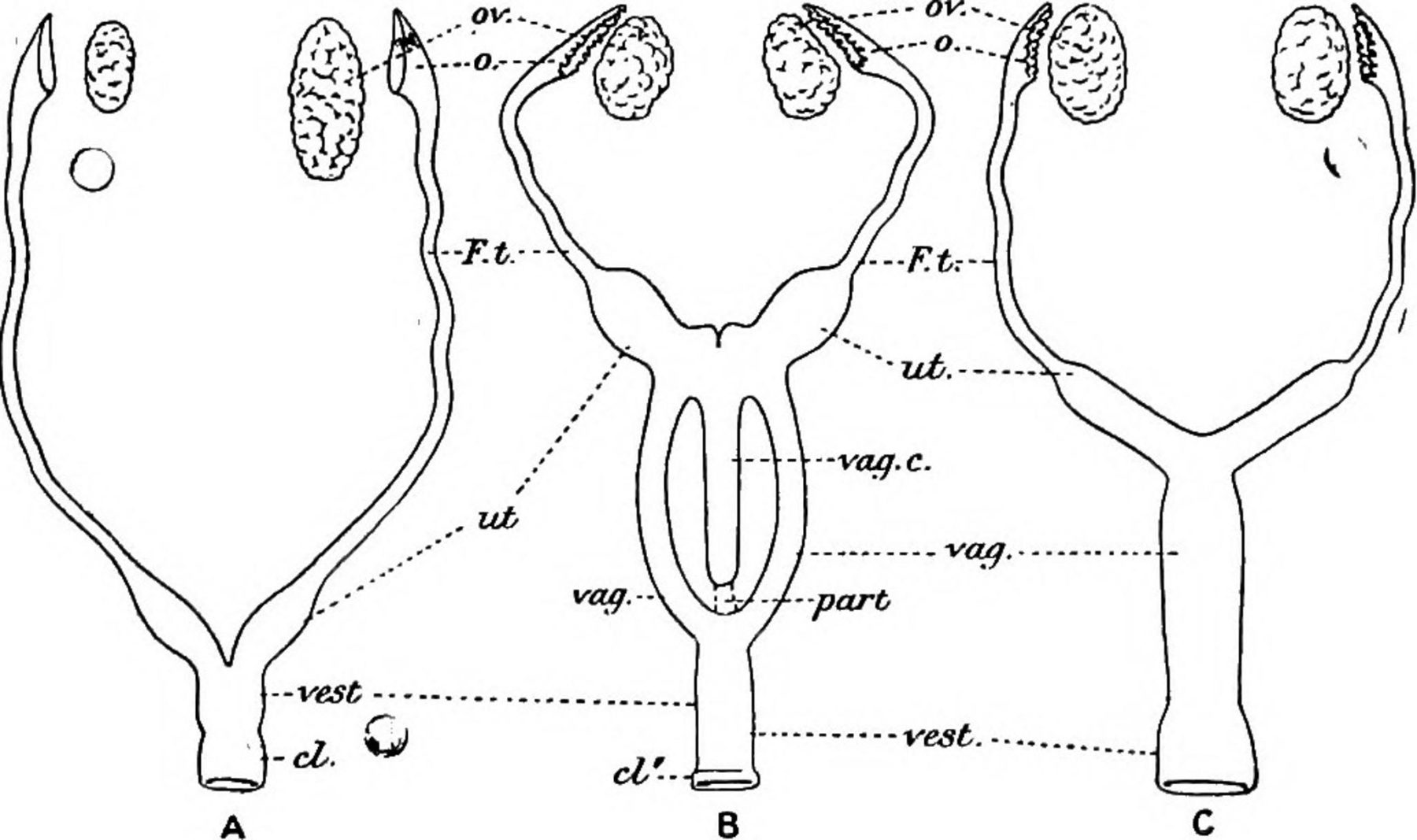 Did you know kangaroos have three vaginas? - Australian Geographic