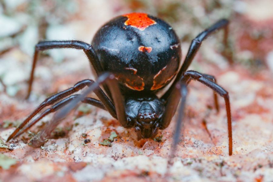 fact-file-redback-spider-latrodectus-hasselti-australian-geographic