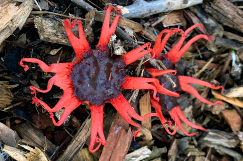 Stinkhorns The Fungi That Smell Like Rotting Flesh On Purpose