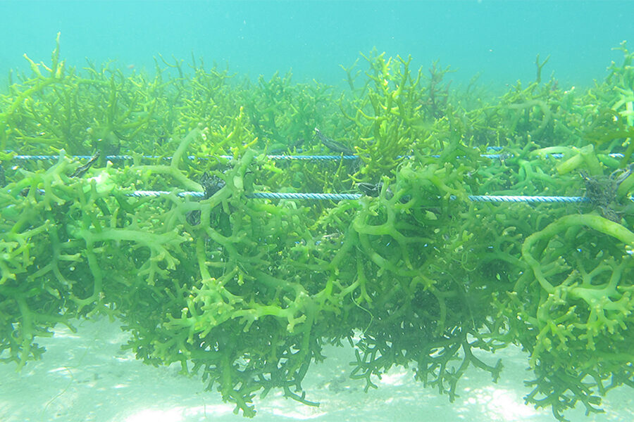 Not just for nori rolls: seaweed’s huge potential examined - Australian