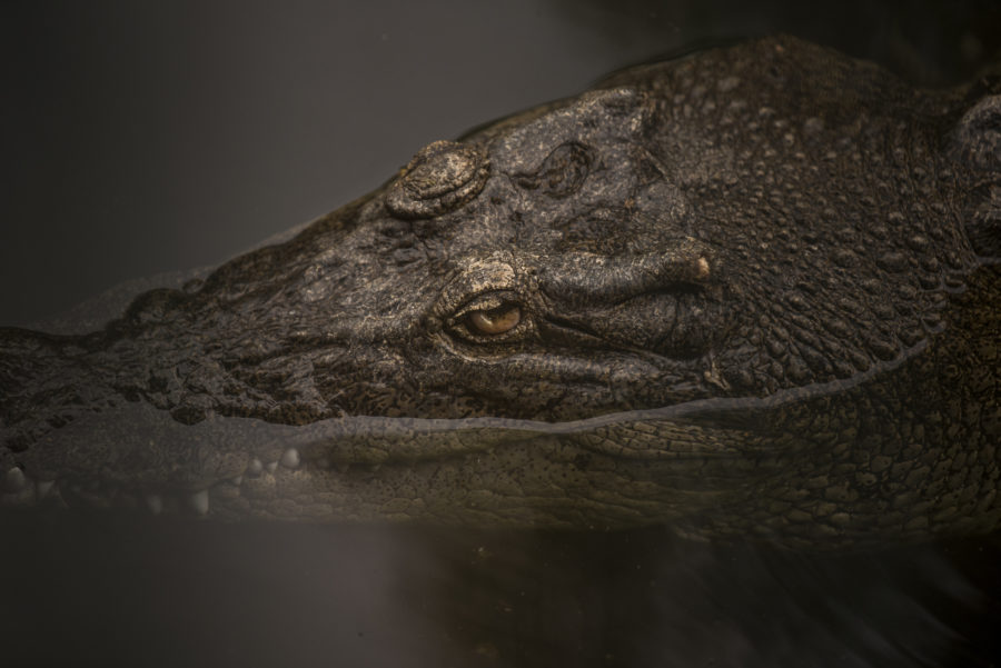 Croc sighted near Brisbane an accidental visitor - Australian Geographic