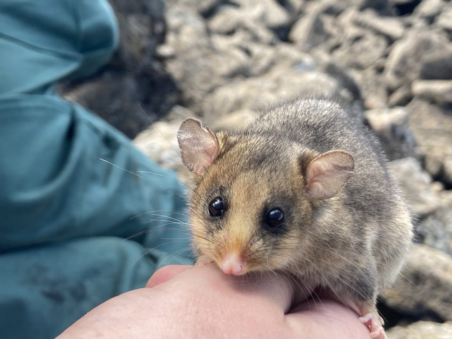 mountain-pygmy-possum-animals-facts-pictures-all-wildlife-photographs