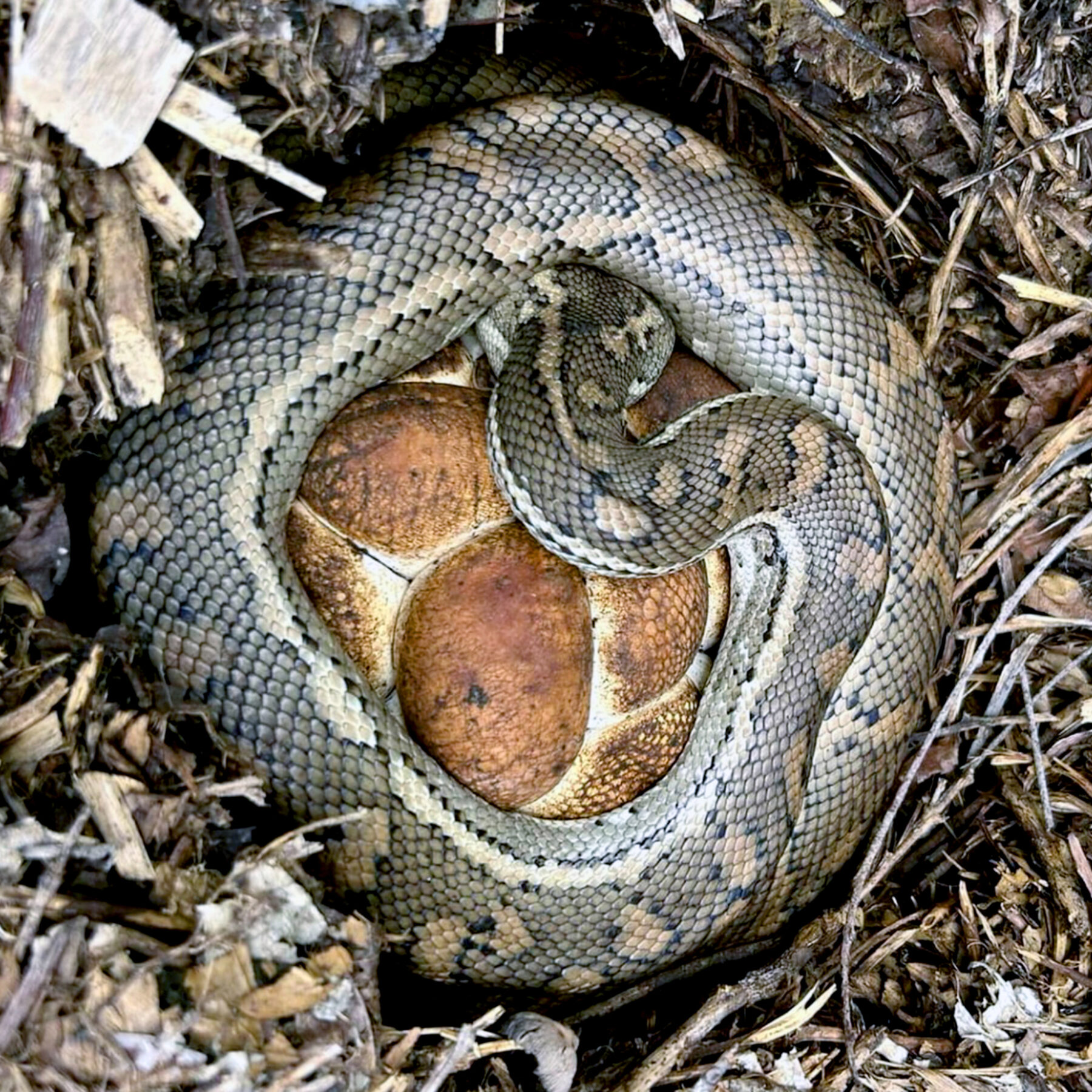 Florida Homeowner Finds Huge Boa Constrictor Snake Slithers into Yard