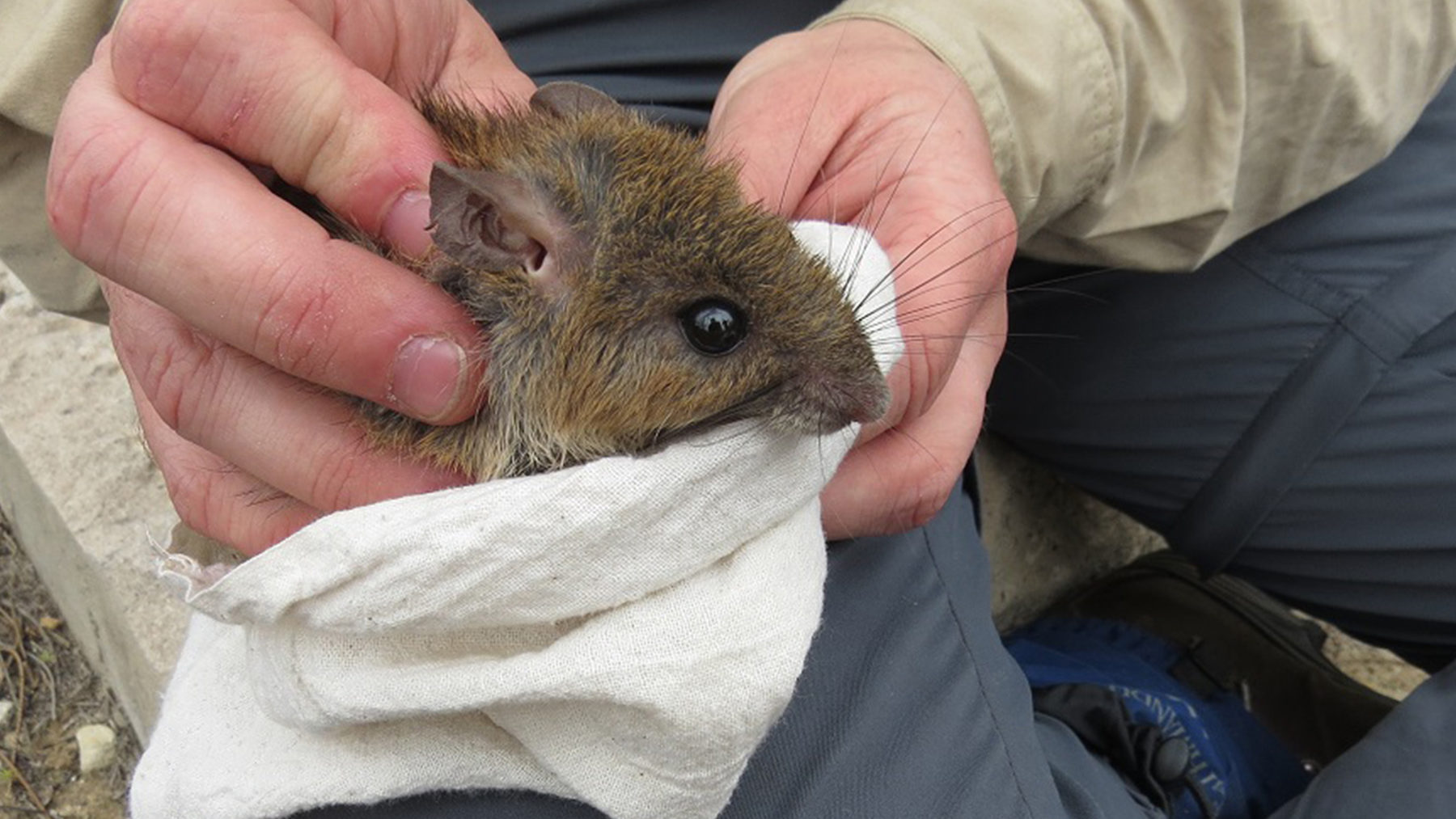 The Gigantic Bush Rat: A True Australian Giant