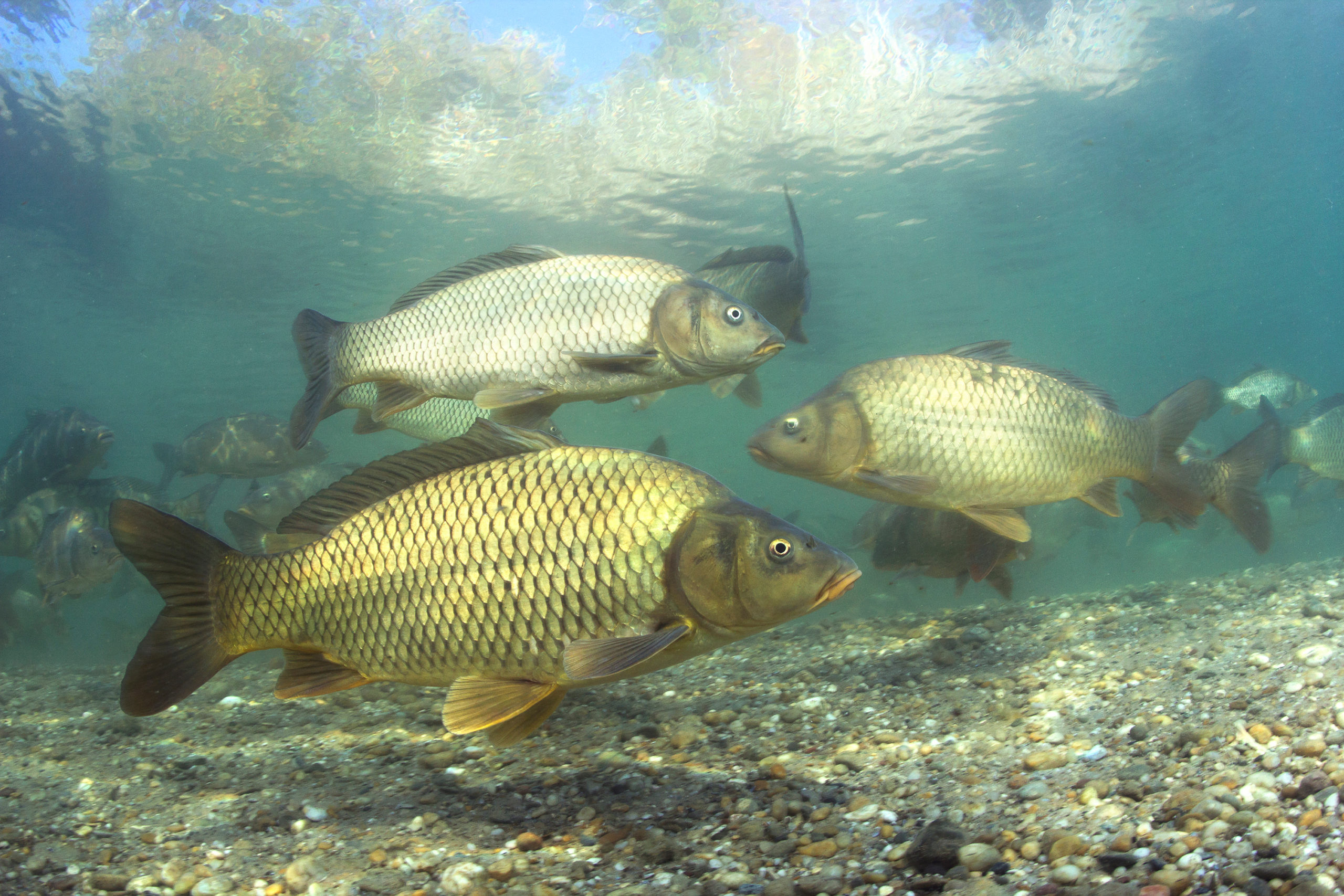 Is it time to unleash carp herpes? Australian Geographic