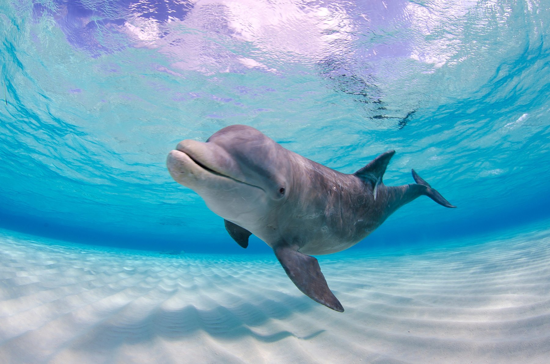 dolphin latest