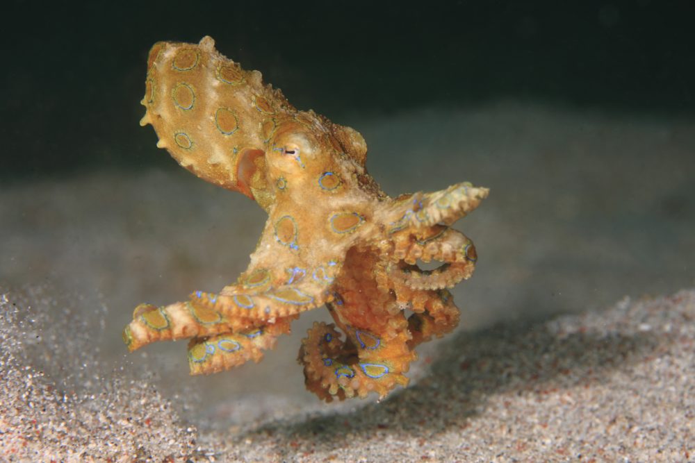 Fact File: Blue-ringed octopus (Hapalochlaena maculosa) - Australian ...