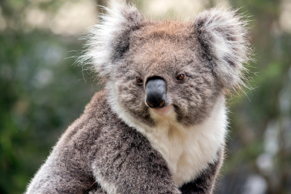 Fact File: Koala (Phascolarctos cinereus) - Australian Geographic