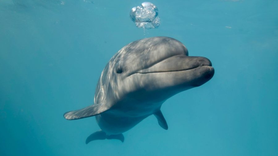 Fact File: Bottlenose Dolphin (Tursiops Truncatus) - Australian Geographic