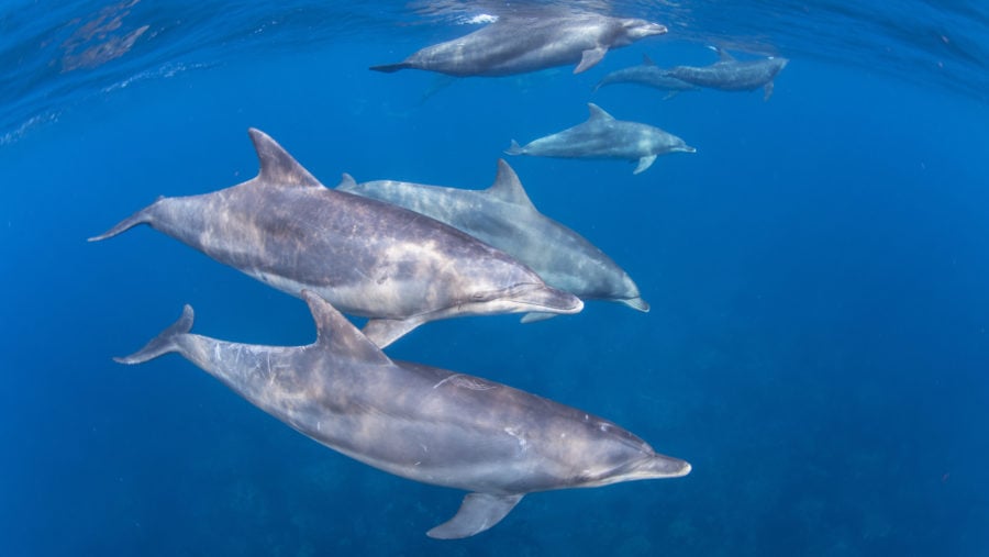 Fact File: Bottlenose dolphin (Tursiops truncatus) - Australian Geographic