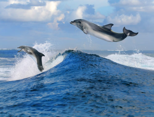 Fact File: Bottlenose dolphin (Tursiops truncatus) - Australian Geographic