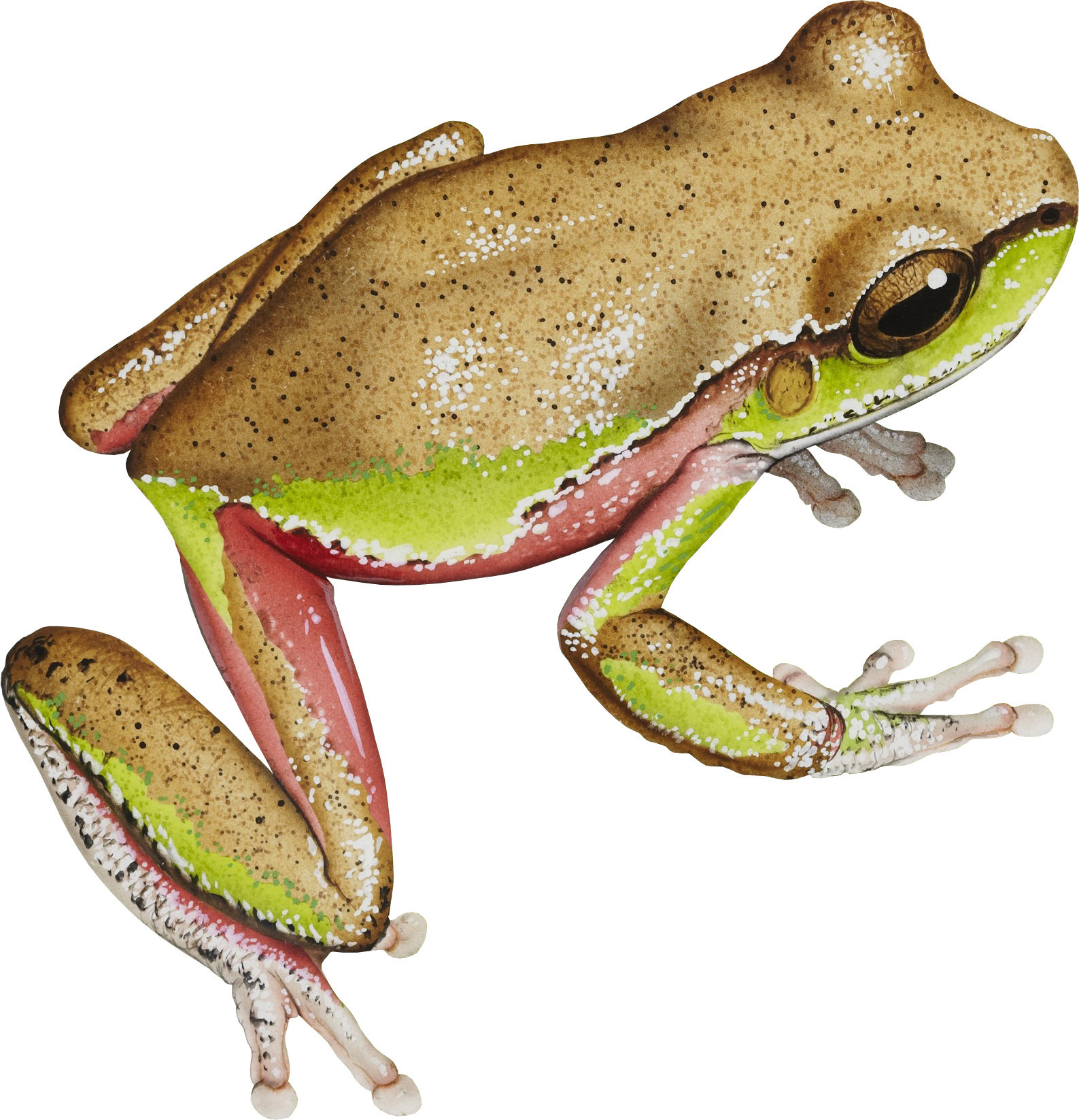 The frogs of Australia - Australian Geographic